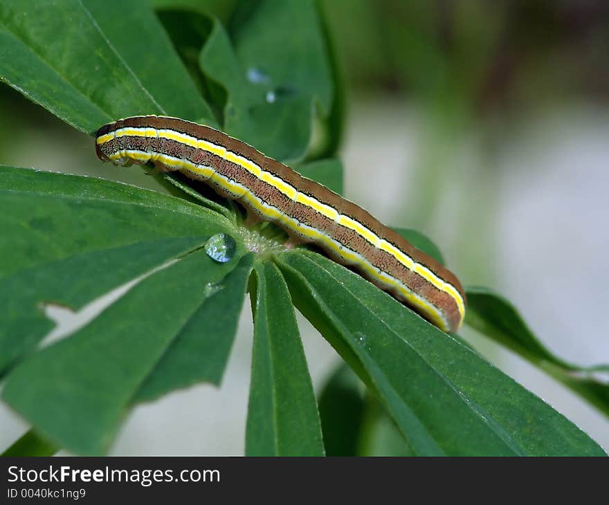 Caterpillar of butterfly Mamestra pisi.