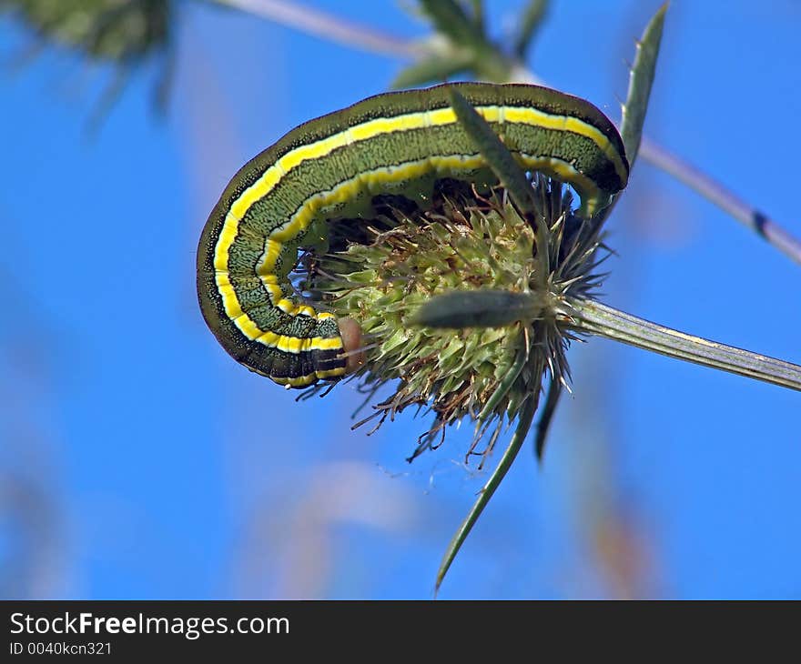 Caterpillar of butterfly Mamestra pisi.