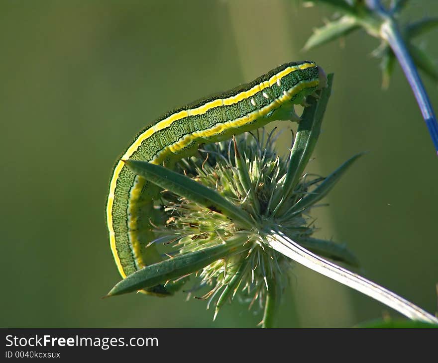 A caterpillar of butterfly Mamestra pisi families Noctuidae on Eryngium planum. Length of a body about 30 mm. The photo is made in Moscow areas (Russia). Original date/time: 2004:09:05 18:33:39. A caterpillar of butterfly Mamestra pisi families Noctuidae on Eryngium planum. Length of a body about 30 mm. The photo is made in Moscow areas (Russia). Original date/time: 2004:09:05 18:33:39.