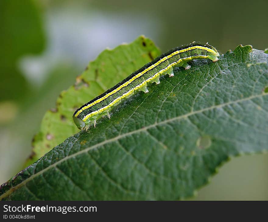 A caterpillar of butterfly Vavestra pisi families Noctuidae on a willow. Length of a body about 30 mm. The photo is made in Moscow areas (Russia). Original date/time:2003:09:02 02:19:10. A caterpillar of butterfly Vavestra pisi families Noctuidae on a willow. Length of a body about 30 mm. The photo is made in Moscow areas (Russia). Original date/time:2003:09:02 02:19:10.