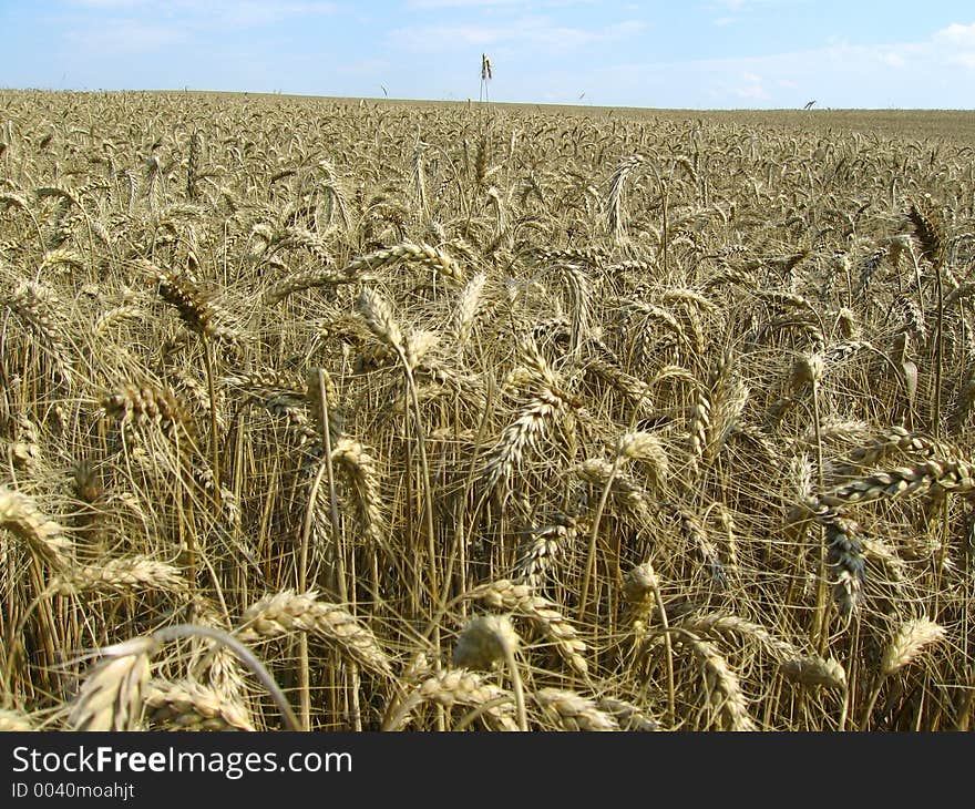 Mixture wheat and rye. Mixture wheat and rye