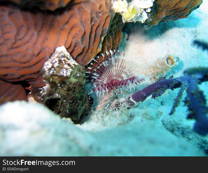 An arrow crab hiding underneath a fan worm. Unretouched photo: real colors captured on a shallow reef!. An arrow crab hiding underneath a fan worm. Unretouched photo: real colors captured on a shallow reef!