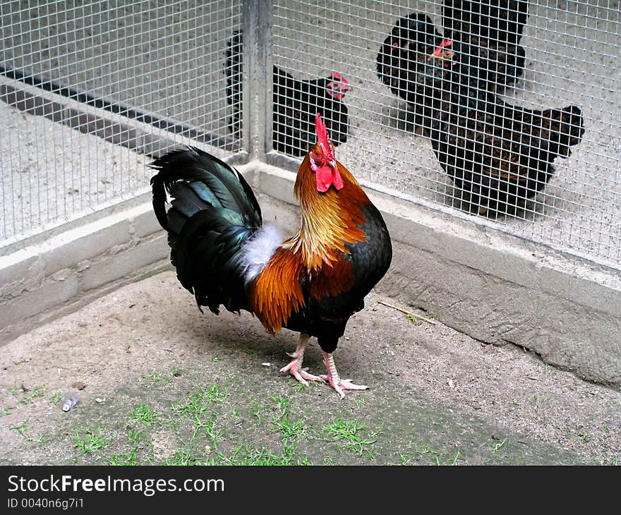 Rooster before his Harem.