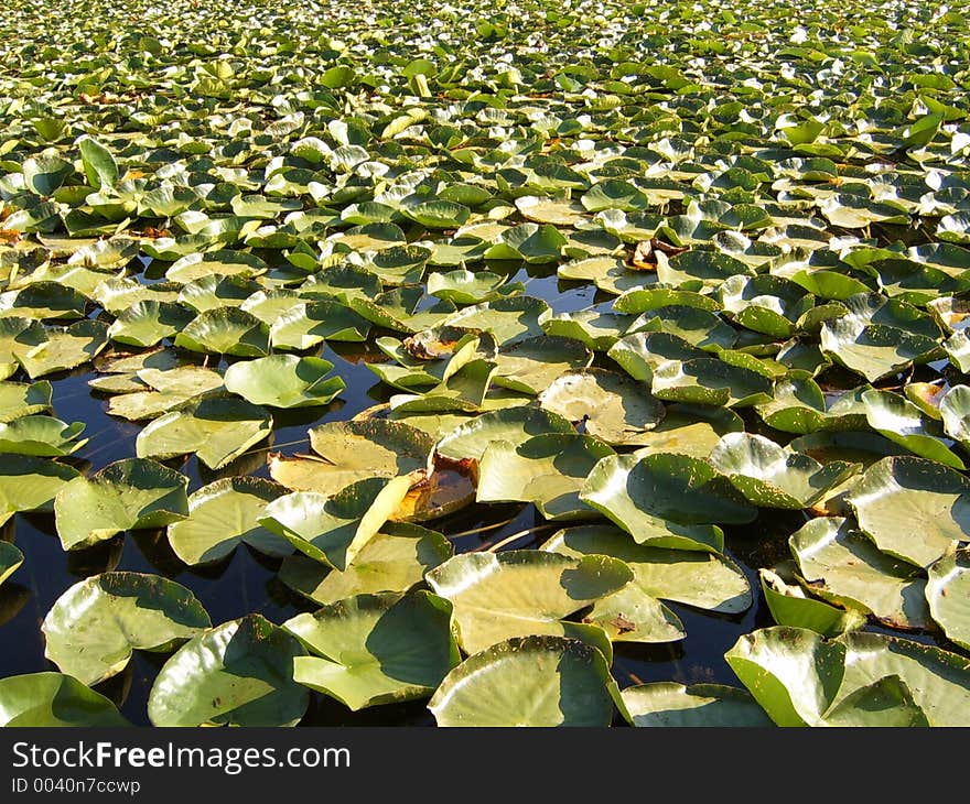 Water lilly