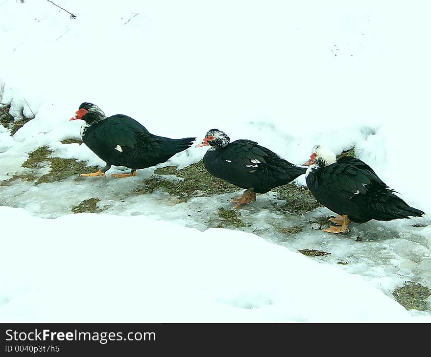 Ducks walking in the snow. Ducks walking in the snow