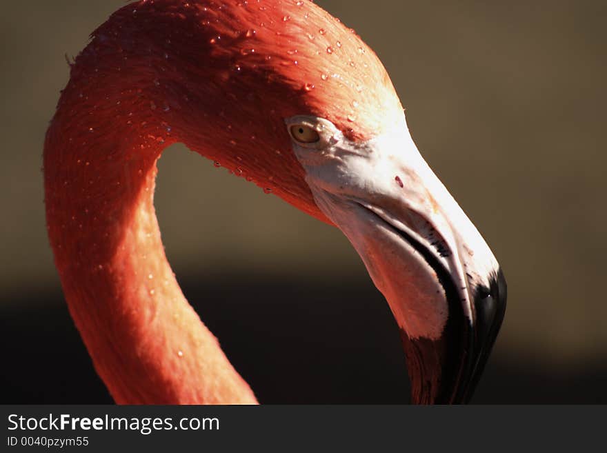 Pink Flamingo,Florida. Pink Flamingo,Florida