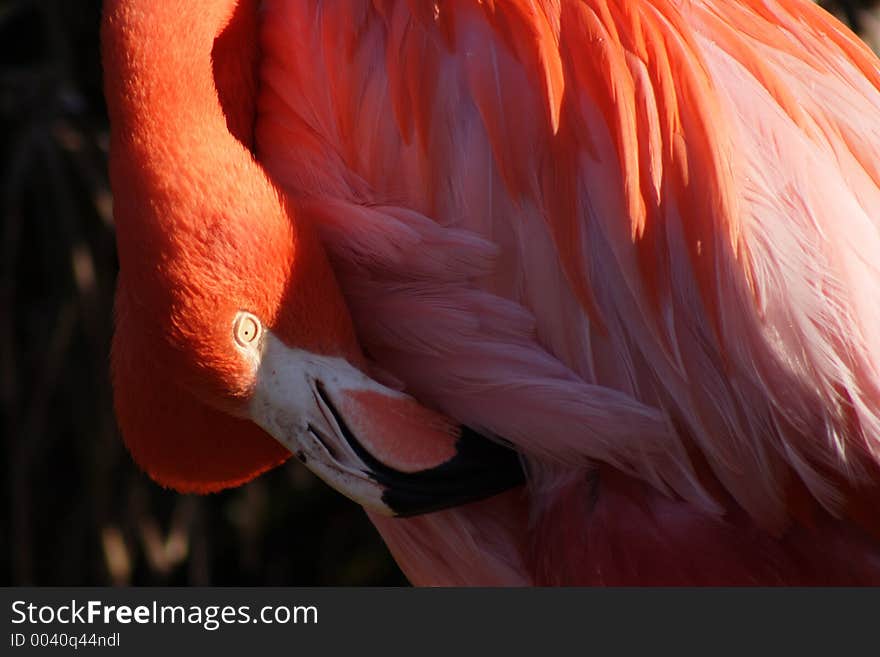 Pink Flamingo, Florida. Pink Flamingo, Florida