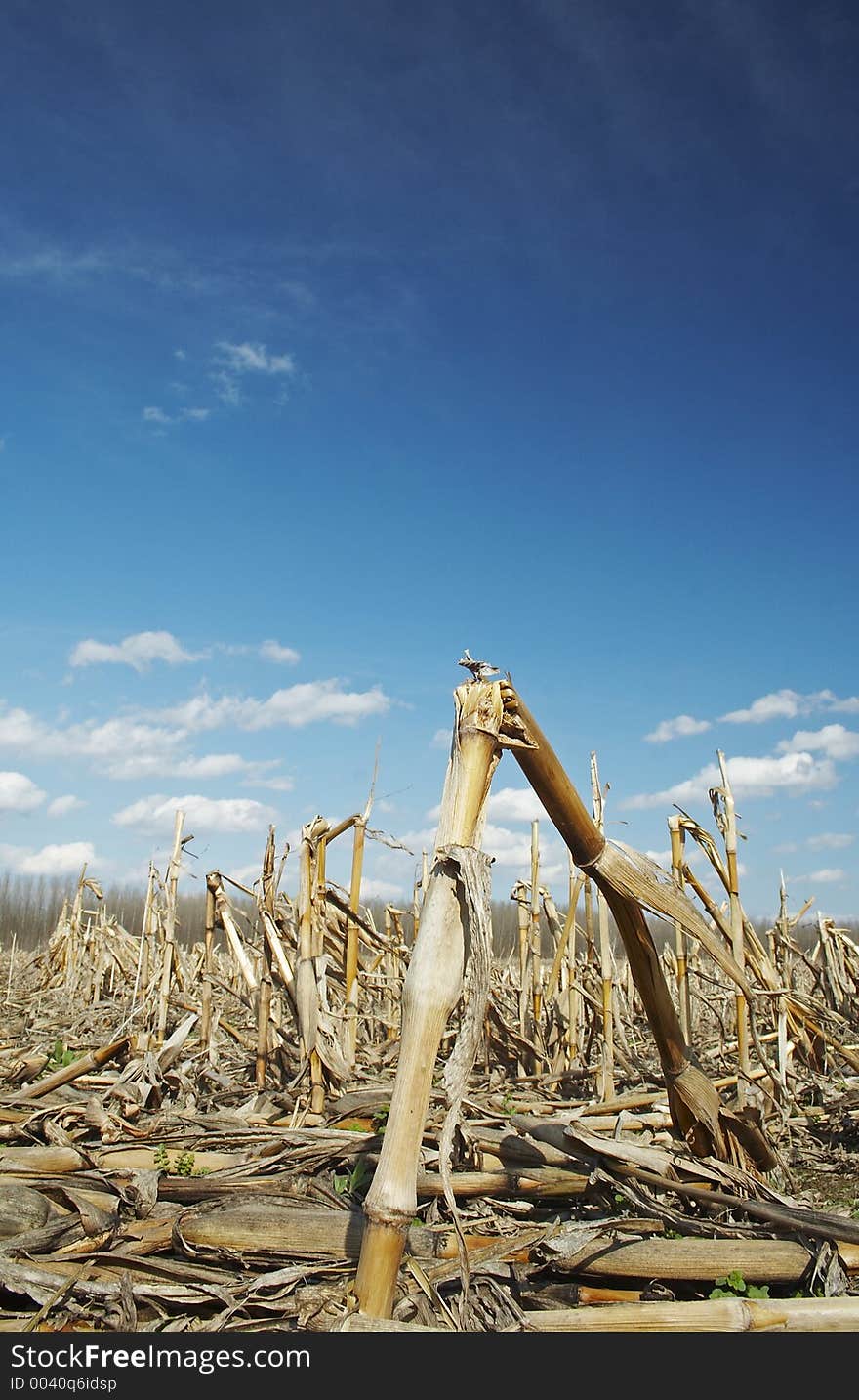 A corn land. A corn land