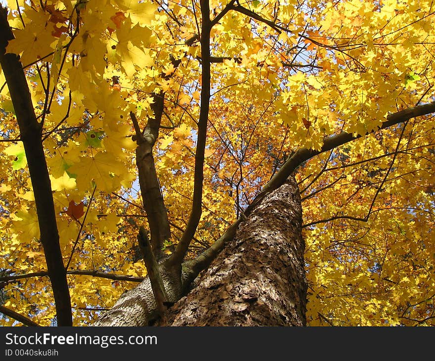 Autumn leaves. Autumn leaves