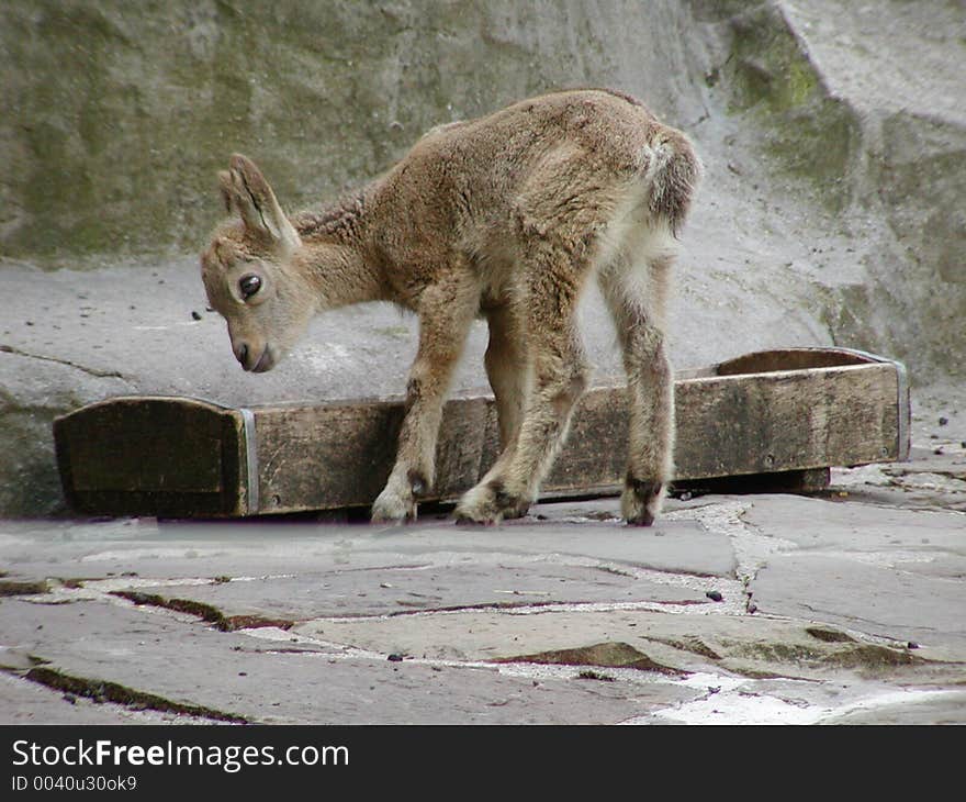 Baby Siberian Ibex