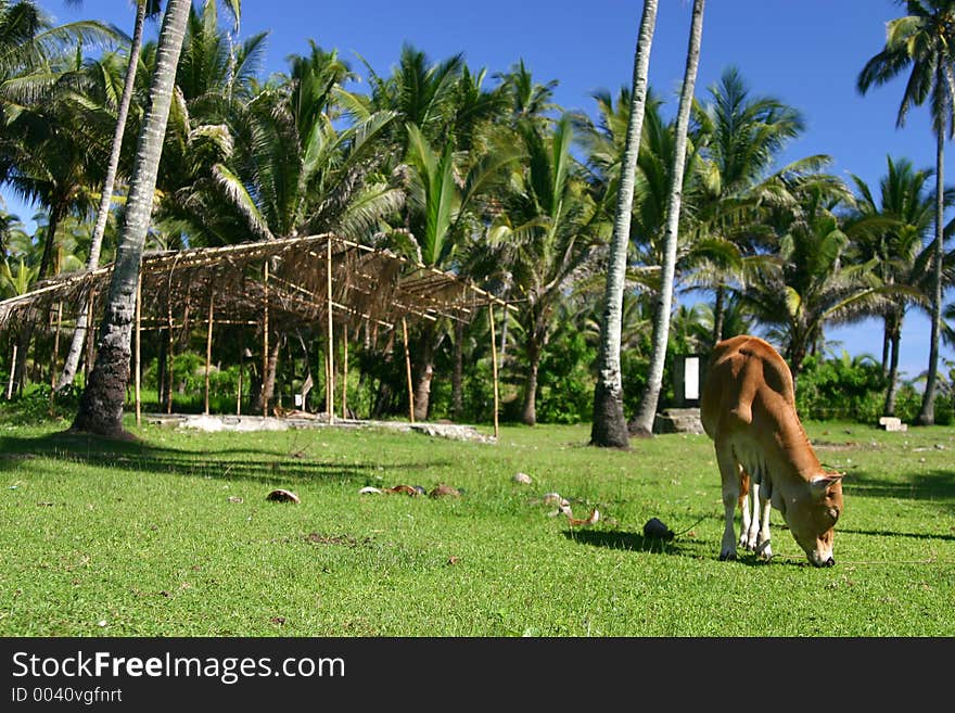 Cow grazing in tropical pasture