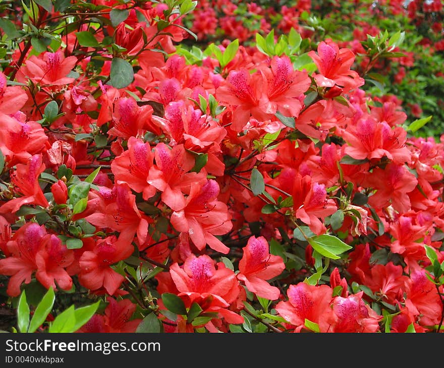 A bush of red flowers in Spring