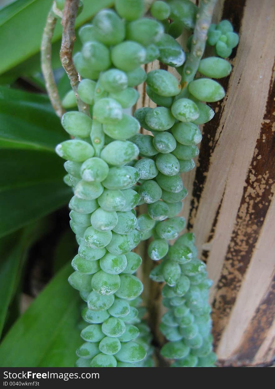 Green Berries