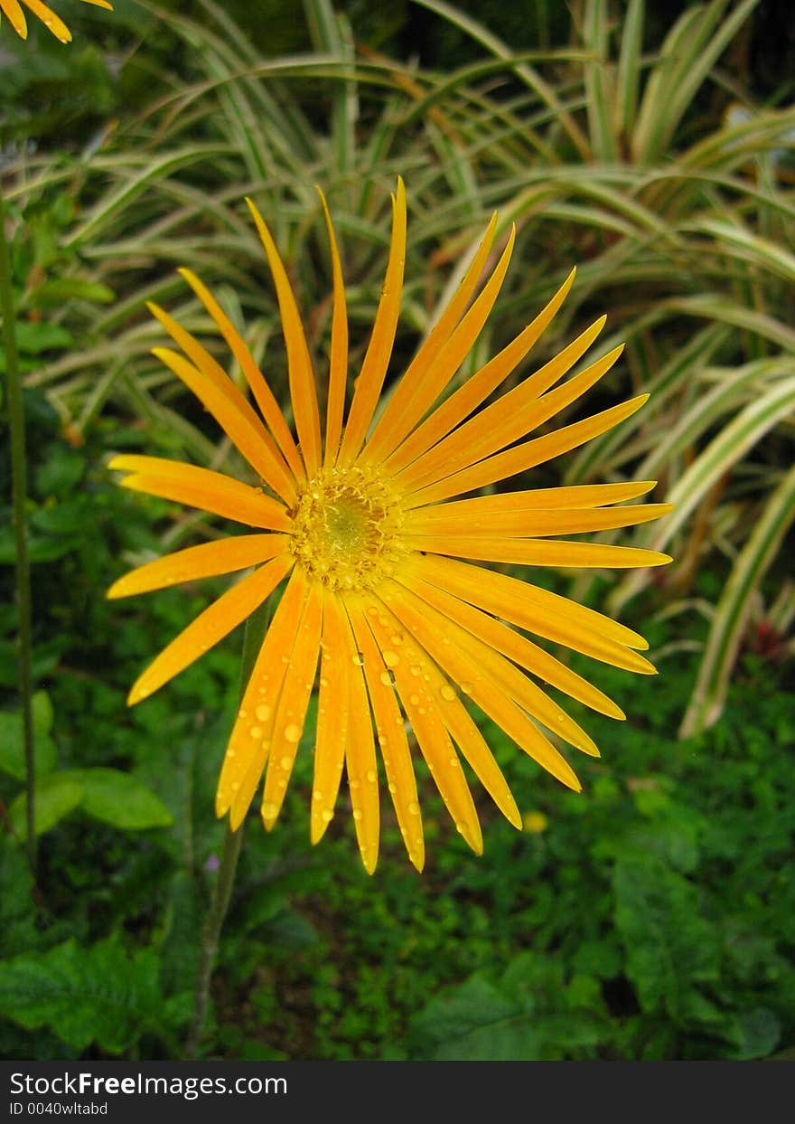 Solitary orange daisy with morning dew. Solitary orange daisy with morning dew