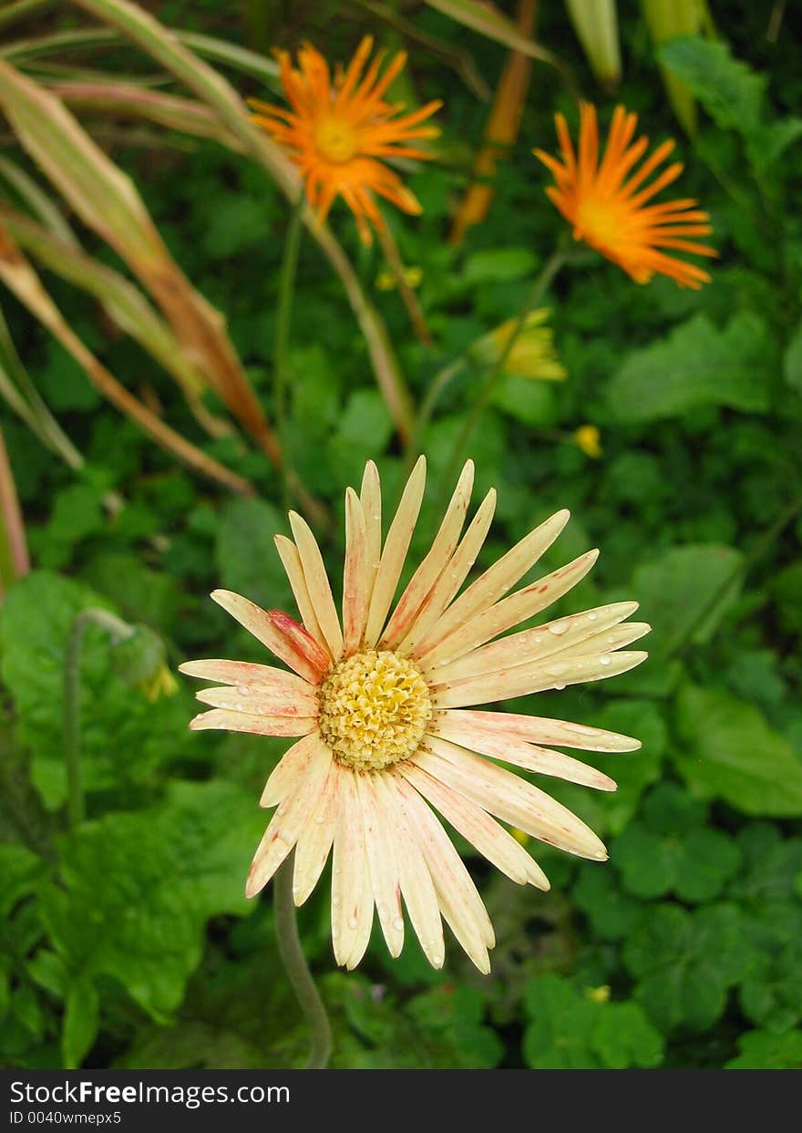 Faded daisy with two orange daisies in the background