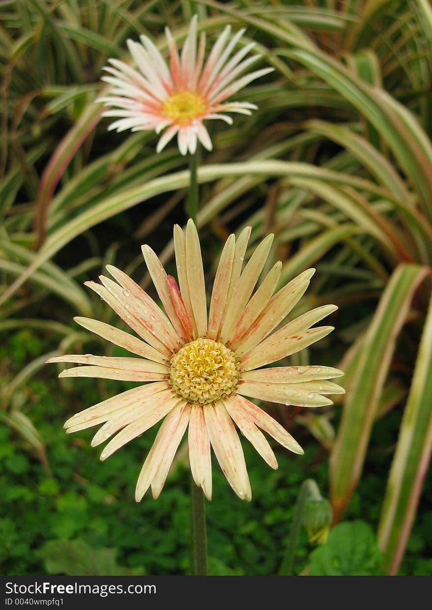 Pink Daisies