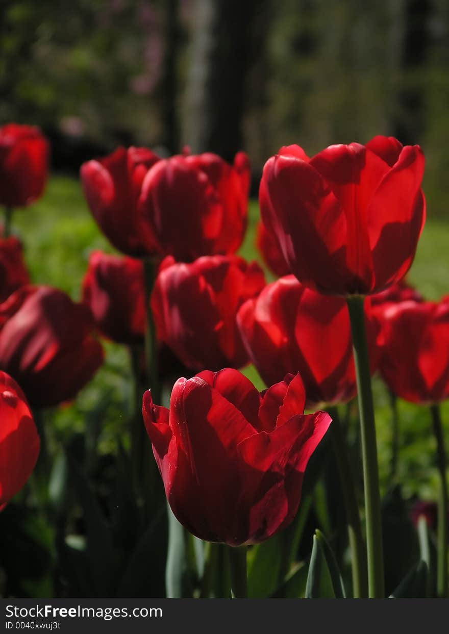 Red Tulip Garden. Red Tulip Garden