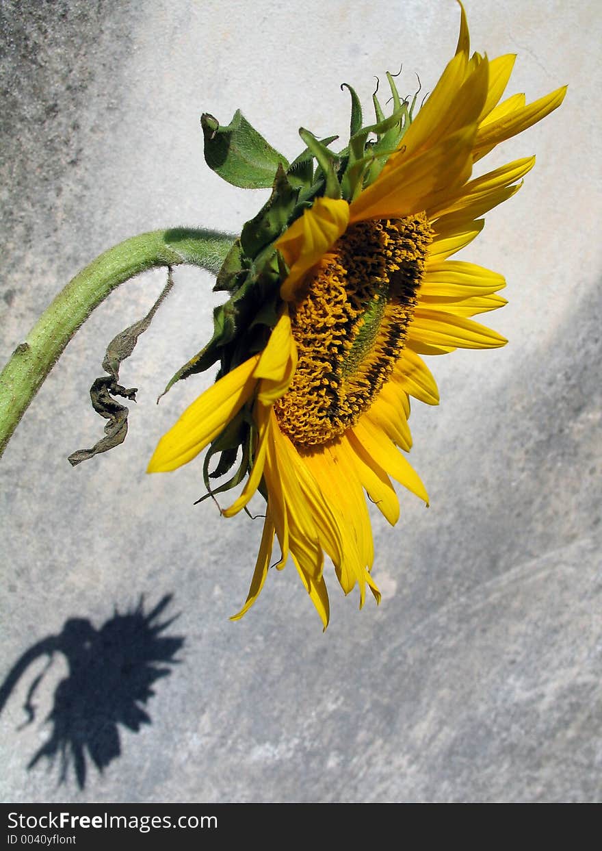 Sunflower and shadow