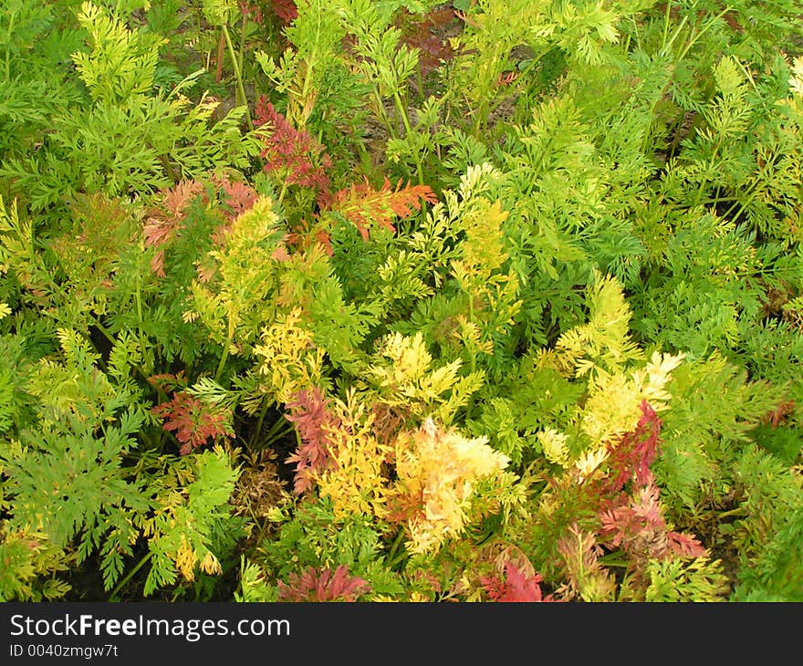 Colorful grass background