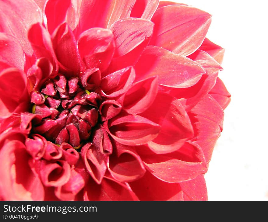 Red Flower Detail