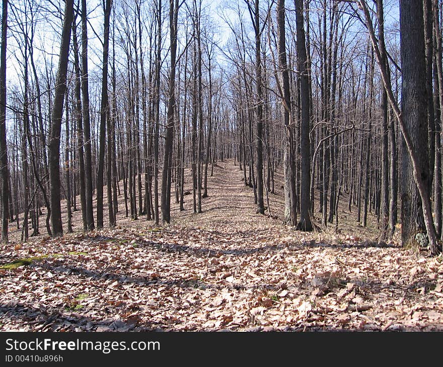 Forest road in early spring.