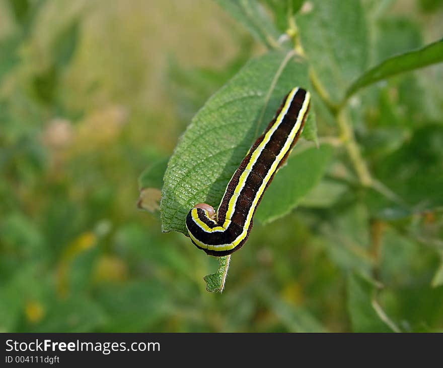 Caterpillar of butterfly Mamestra pisi.