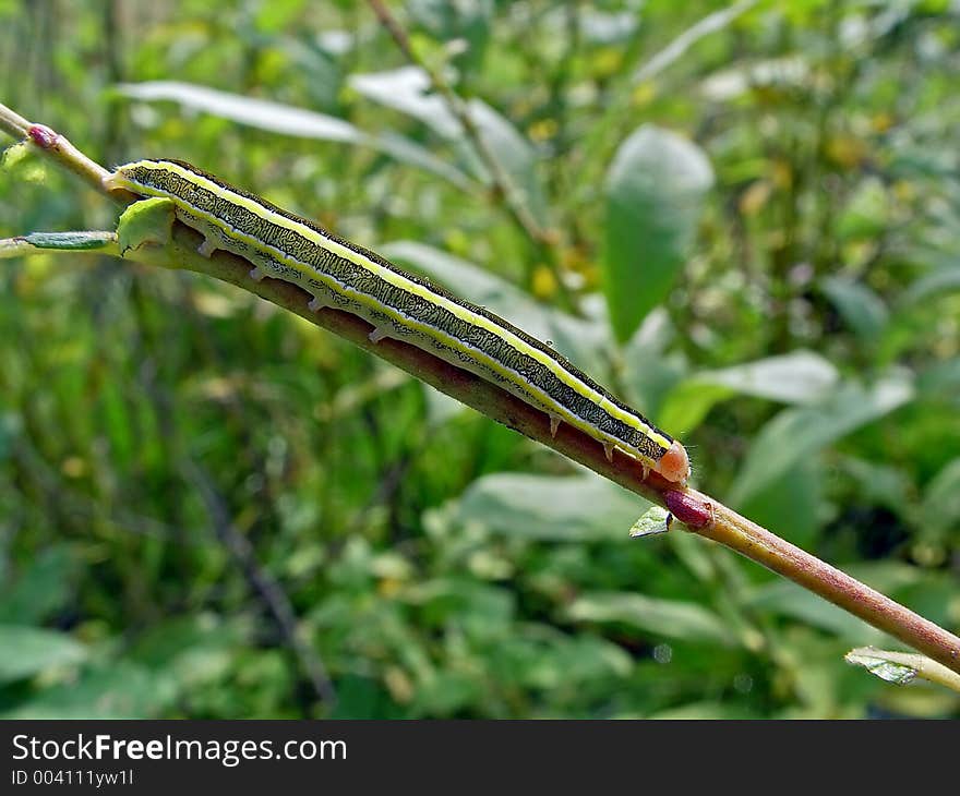 A caterpillar of butterfly Mamestra pisi families Noctuidae on a willow. Length of a body about 30 mm. The photo is made in Moscow areas (Russia). Original date/time: 2003:09:14 12:17:57. A caterpillar of butterfly Mamestra pisi families Noctuidae on a willow. Length of a body about 30 mm. The photo is made in Moscow areas (Russia). Original date/time: 2003:09:14 12:17:57.