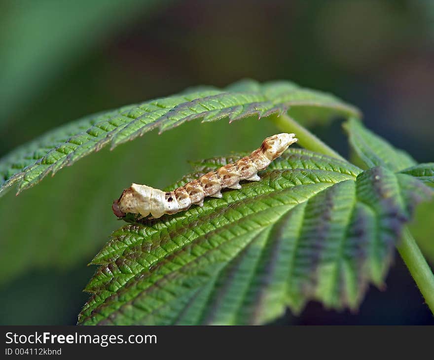 A caterpillar of butterfly Thyatira batis families Thyatiridae. Length of a body about 17 mm. The photo is made in Moscow areas (Russia). Original date/time:2004:07:14 17:01:27. A caterpillar of butterfly Thyatira batis families Thyatiridae. Length of a body about 17 mm. The photo is made in Moscow areas (Russia). Original date/time:2004:07:14 17:01:27.