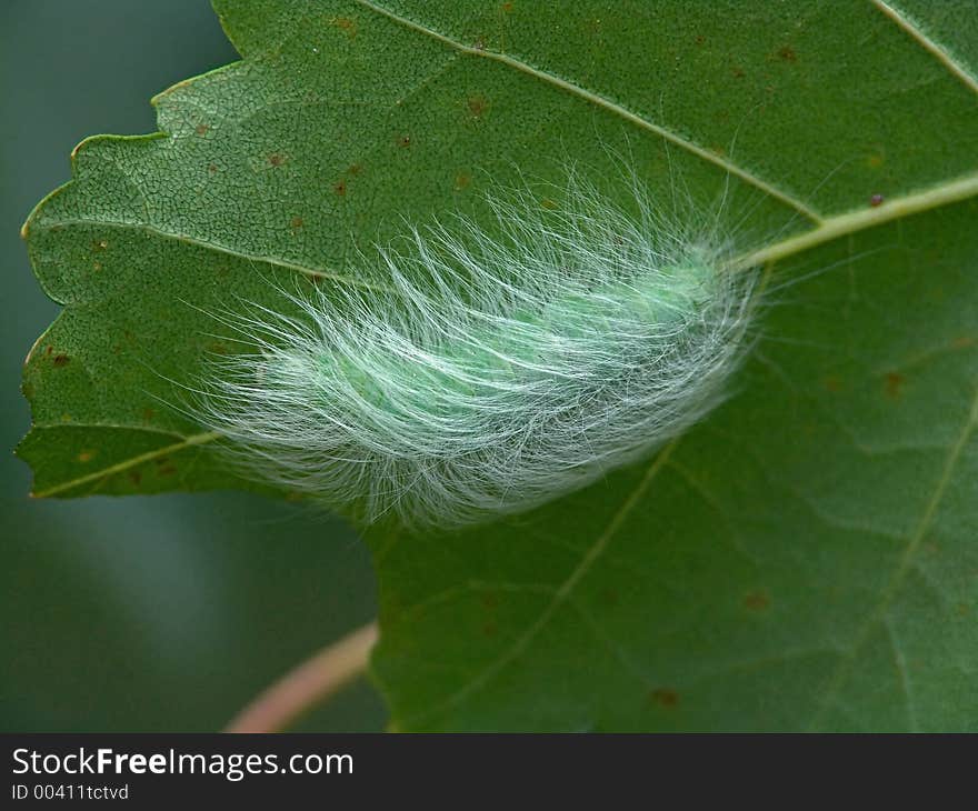 Caterpillar of butterfly Apatele leporina.