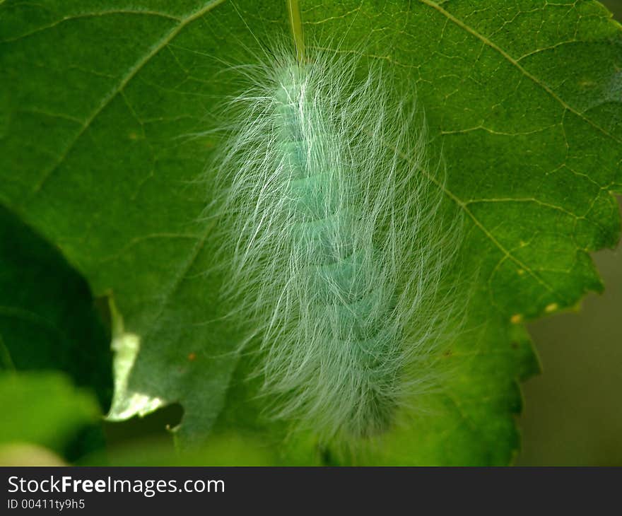 Caterpillar Of Butterfly Apatele Leporina.