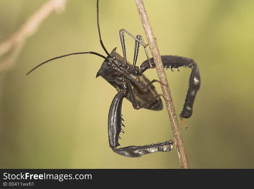 Dark insect, Bolivia. Dark insect, Bolivia