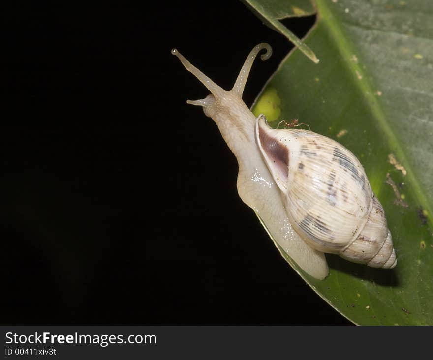 White snail on banana tree, Bolivia