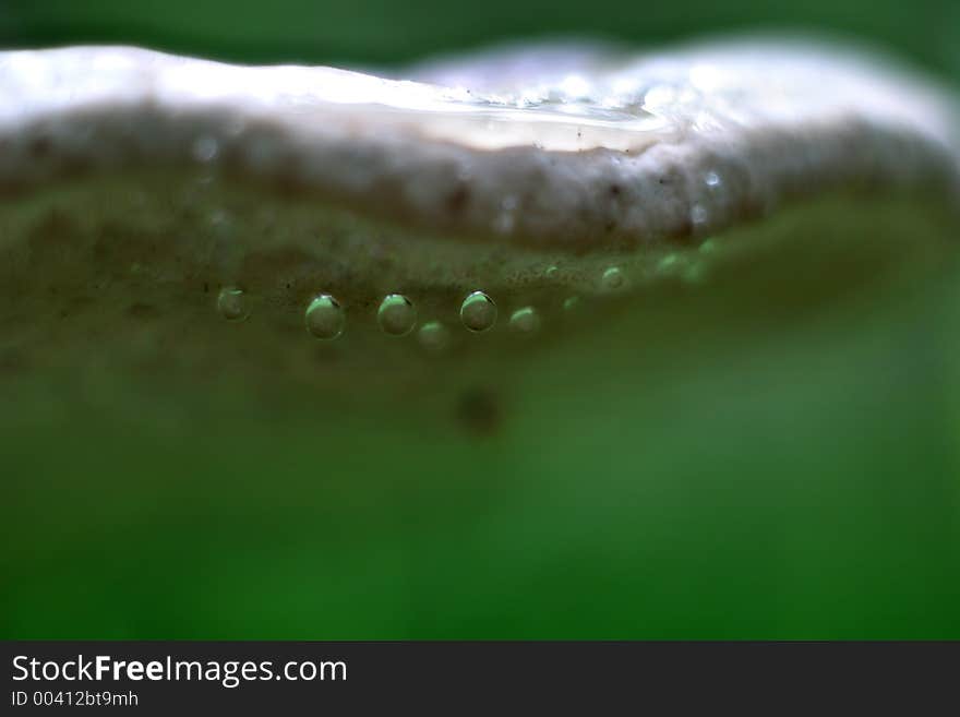 Mushroom in dew