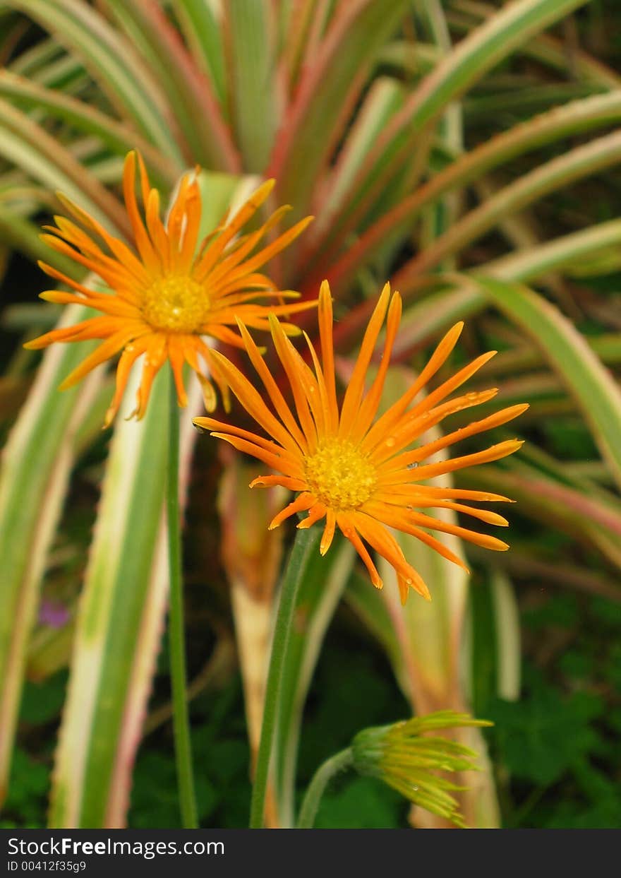 Orange Daisy Duo