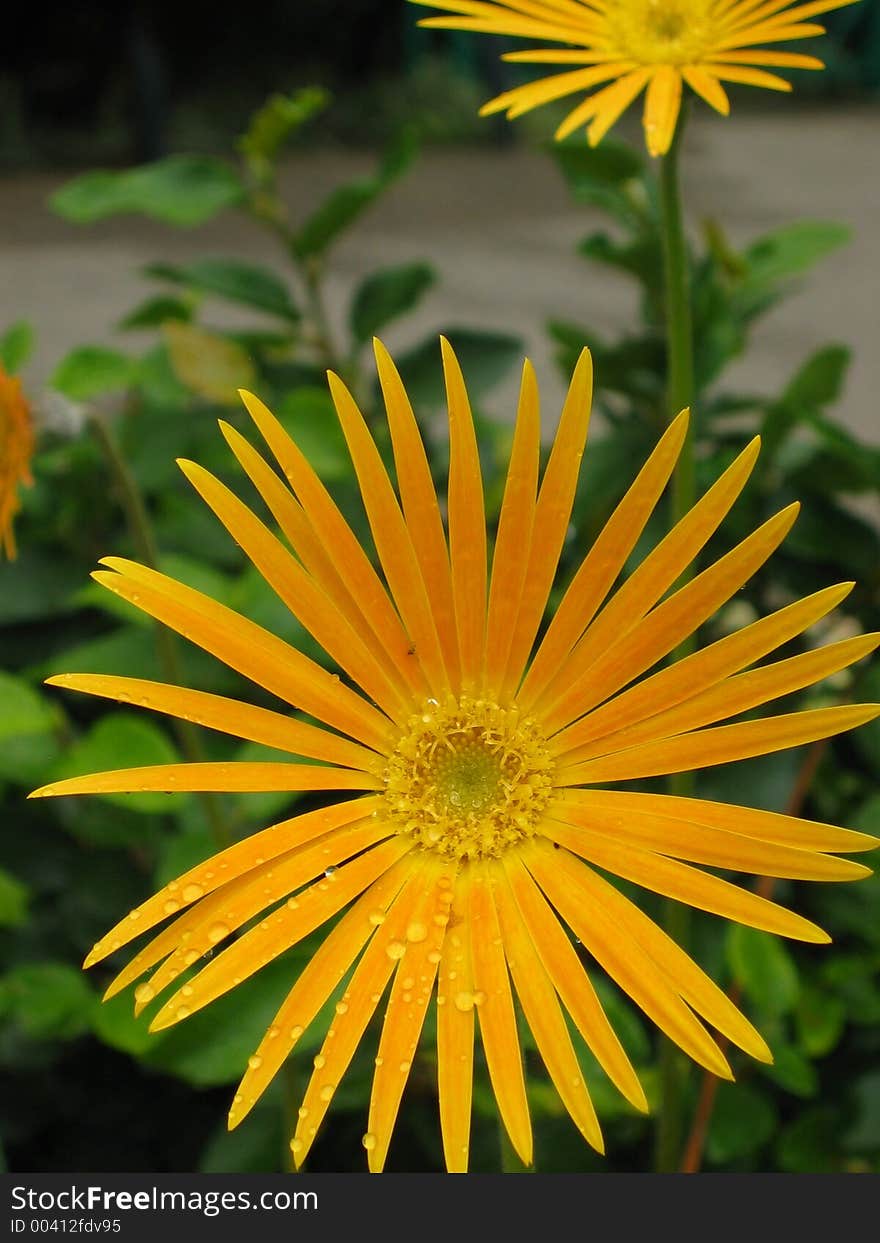 Close-up of Orange Daisy