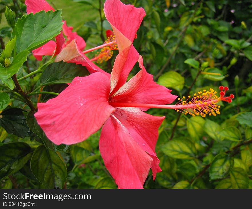 Pink hybiscus