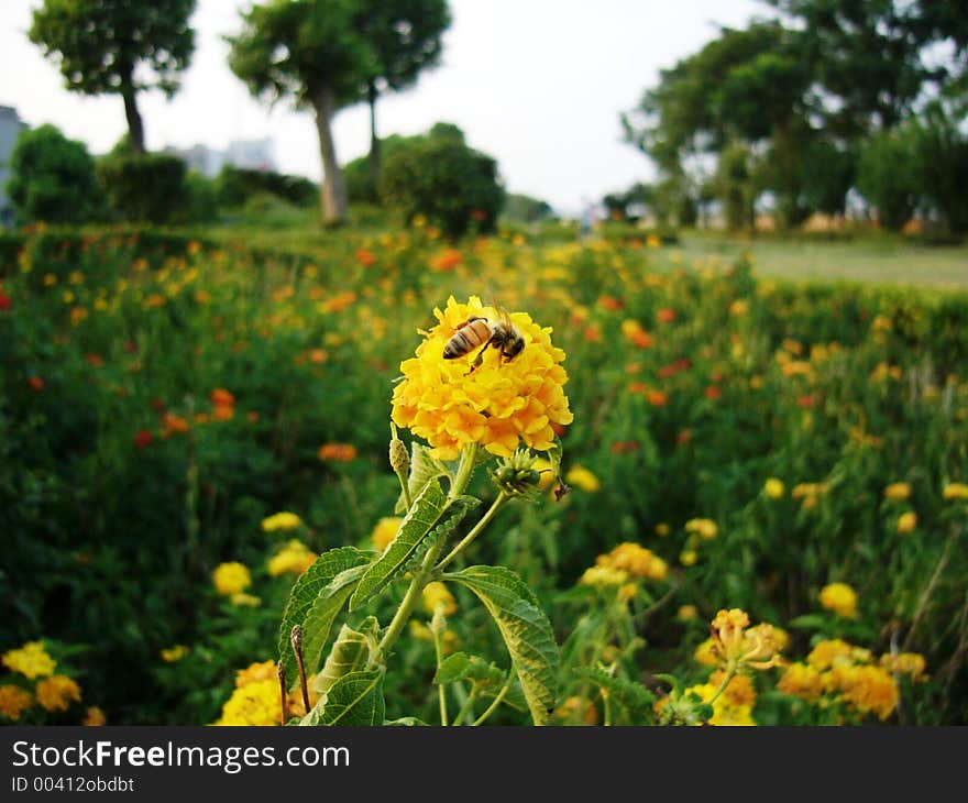 Bee and flowers