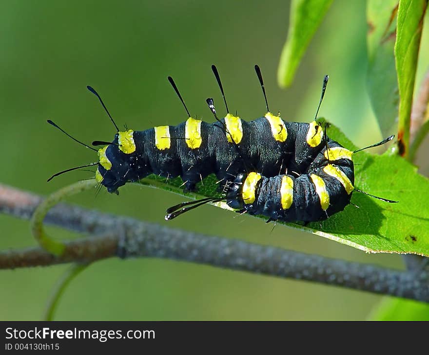 A caterpillar of butterfly Apatele alni families Noctuidae on a leaf of a willow. Length of a body about 25 mm. The photo is made in Moscow areas (Russia). Original date/time: 2003:07:27 09:12:09. A caterpillar of butterfly Apatele alni families Noctuidae on a leaf of a willow. Length of a body about 25 mm. The photo is made in Moscow areas (Russia). Original date/time: 2003:07:27 09:12:09.