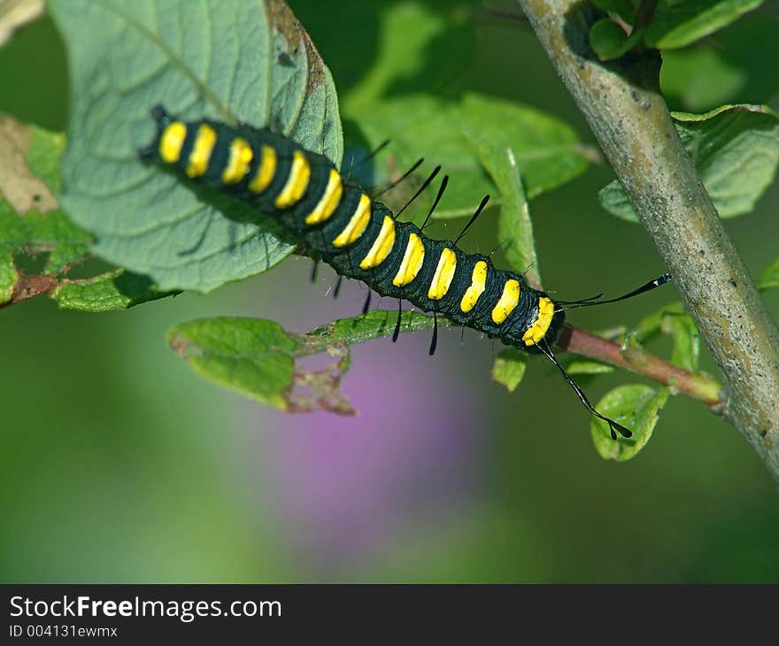 Caterpillar Of Butterfly Apatele Alni.