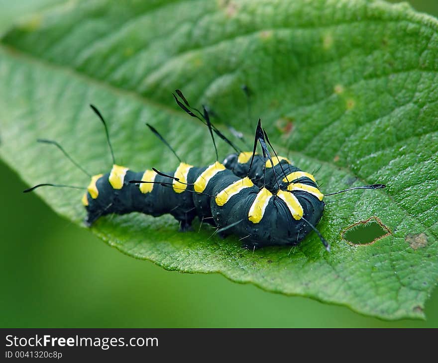 Caterpillar of butterfly Apatele alni.