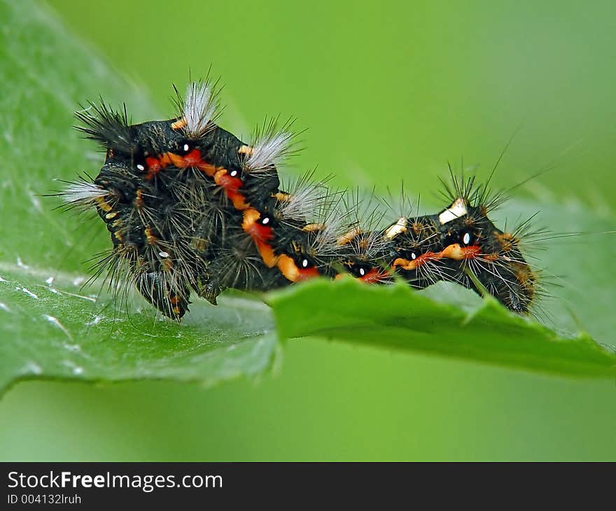 Caterpillar Of Butterfly Apatele Rumicis.