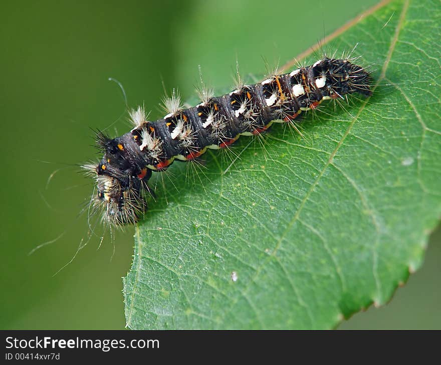 Caterpillar Of Butterfly Apatele Rumicis.