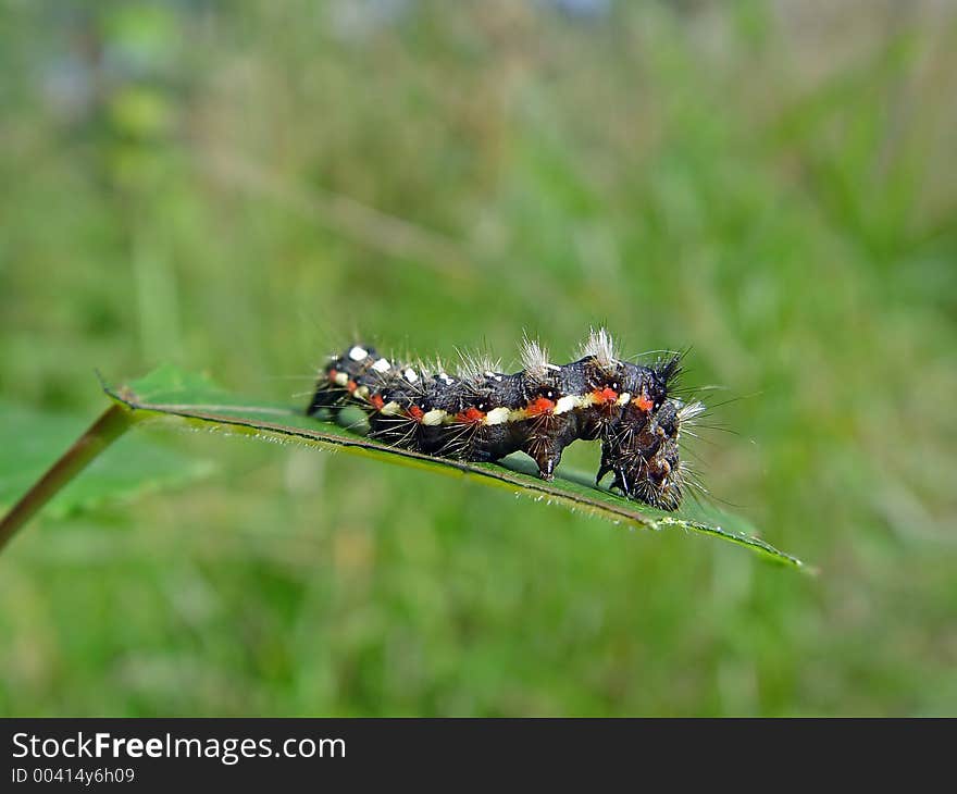 A caterpillar of butterfly Apatele rumicis families Noctuidae. Length of a body about 25 mm. The photo is made in Moscow areas (Russia). Original date/time: 2003:09:14 11:52:59. A caterpillar of butterfly Apatele rumicis families Noctuidae. Length of a body about 25 mm. The photo is made in Moscow areas (Russia). Original date/time: 2003:09:14 11:52:59.