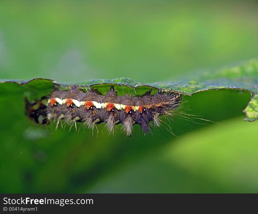 Caterpillar of butterfly Apatele rumicis.