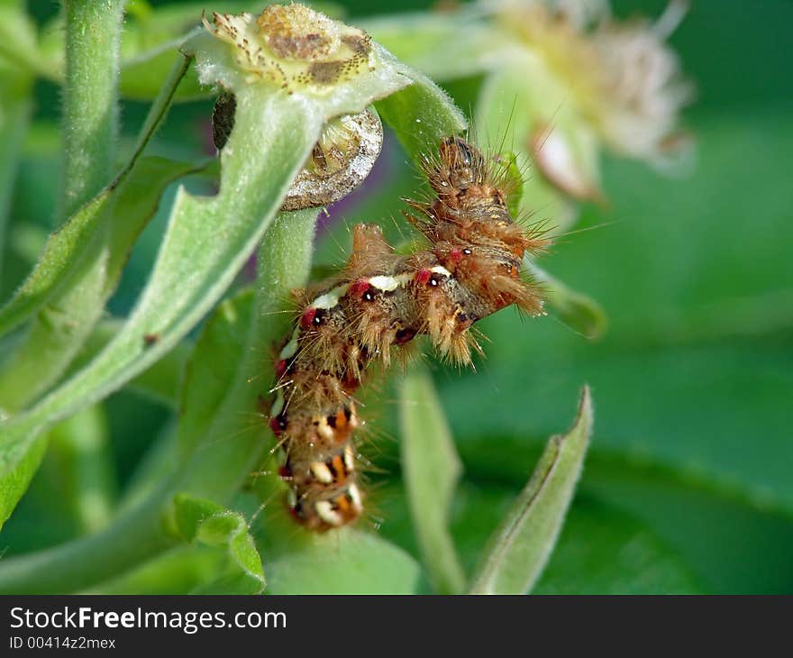 Caterpillar Of Butterfly Apatele Rumicis.