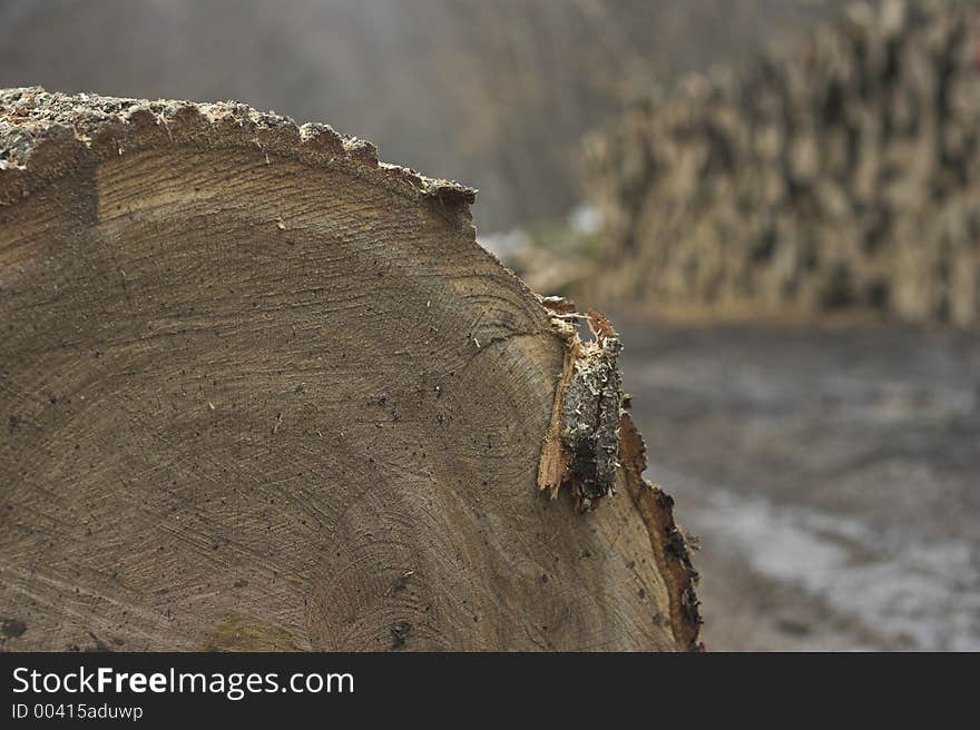 Oak trunk in the forest