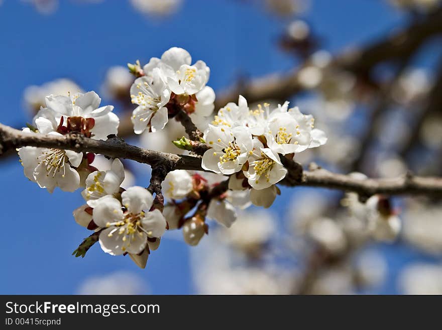 Bloomed tree