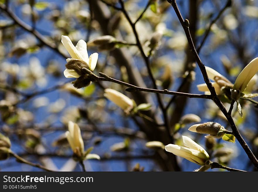 White Magnolia