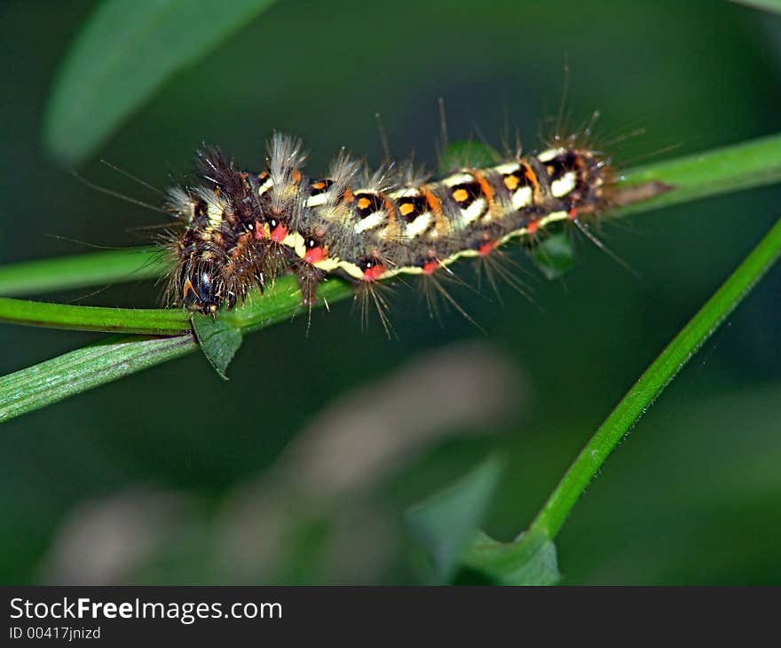 Caterpillar of butterfly Apatele rumicis.