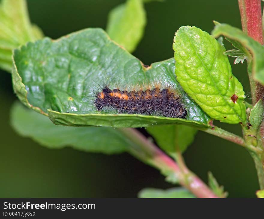 Caterpillar of butterfly Apatele triden.